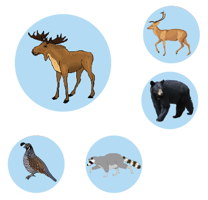 American Wildlife Pins